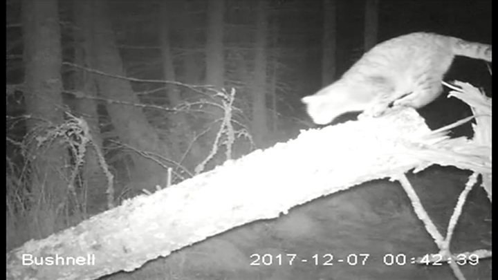 У шотландському лісі знайшли величезного лісового кота