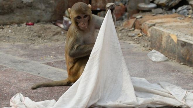 В Індії мавпа викрала немовля і вкинула його у криницю