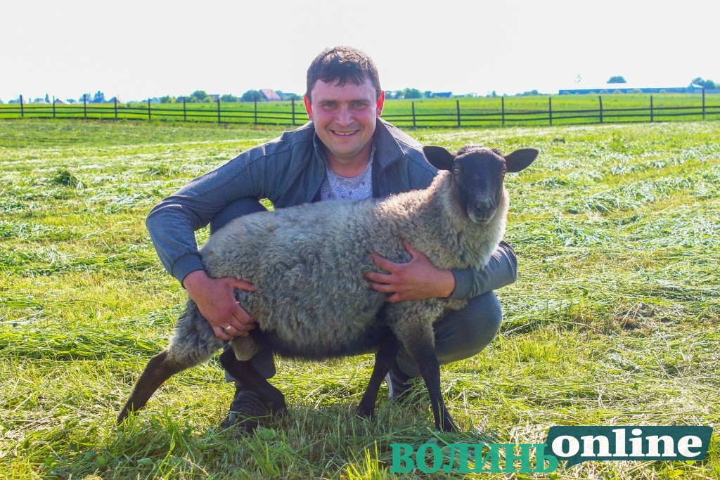 Молодий фермер поблизу Луцька вирощує овець та хоче зробити на Волині європейську ферму. ФОТО