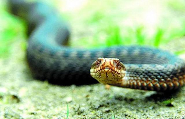 На Волині за вихідні двох людей покусали гадюки