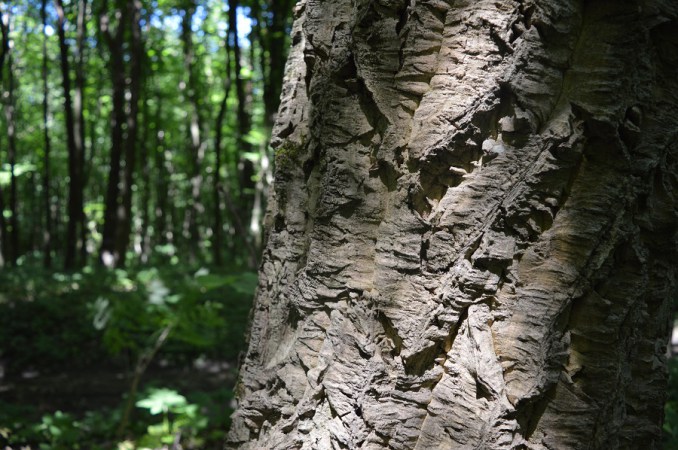 На Горохівщині росте рідкісне коркове дерево. ФОТО