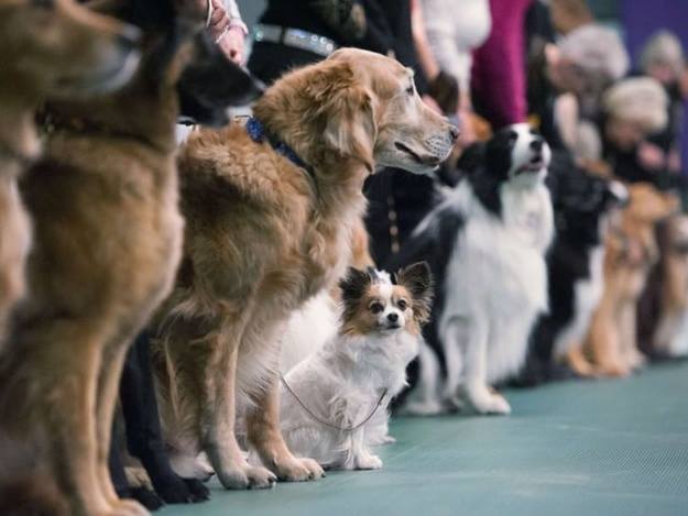 У Луцьку відбудеться виставка собак