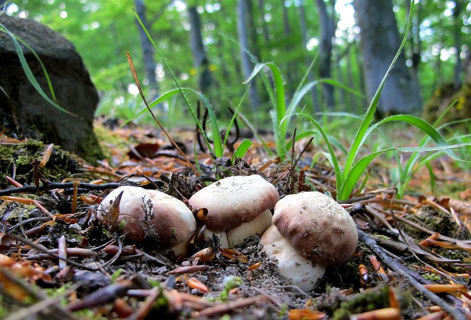 На Волині знайшли грибників, які кілька годин блукали у вечірньому лісі під дощем