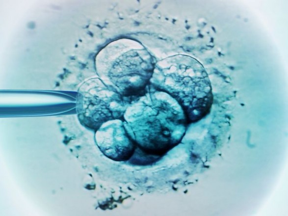 У Японії запропонували дозволити редагувати гени людських ембріонів