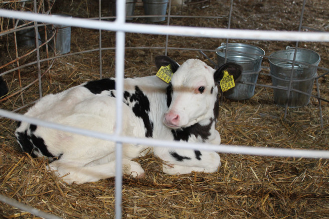 Волинських фермерів вчили, як отримати дотацію за утримання корів і телят