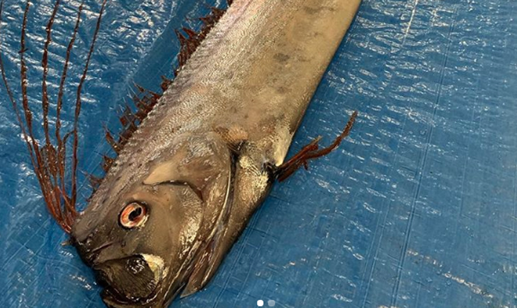 На узбережжя Японії викинулась одна з найдовших риб світу. ФОТО