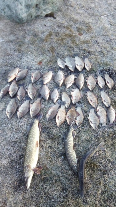 На Волині протягом тижня конфіскували 43 кг риби