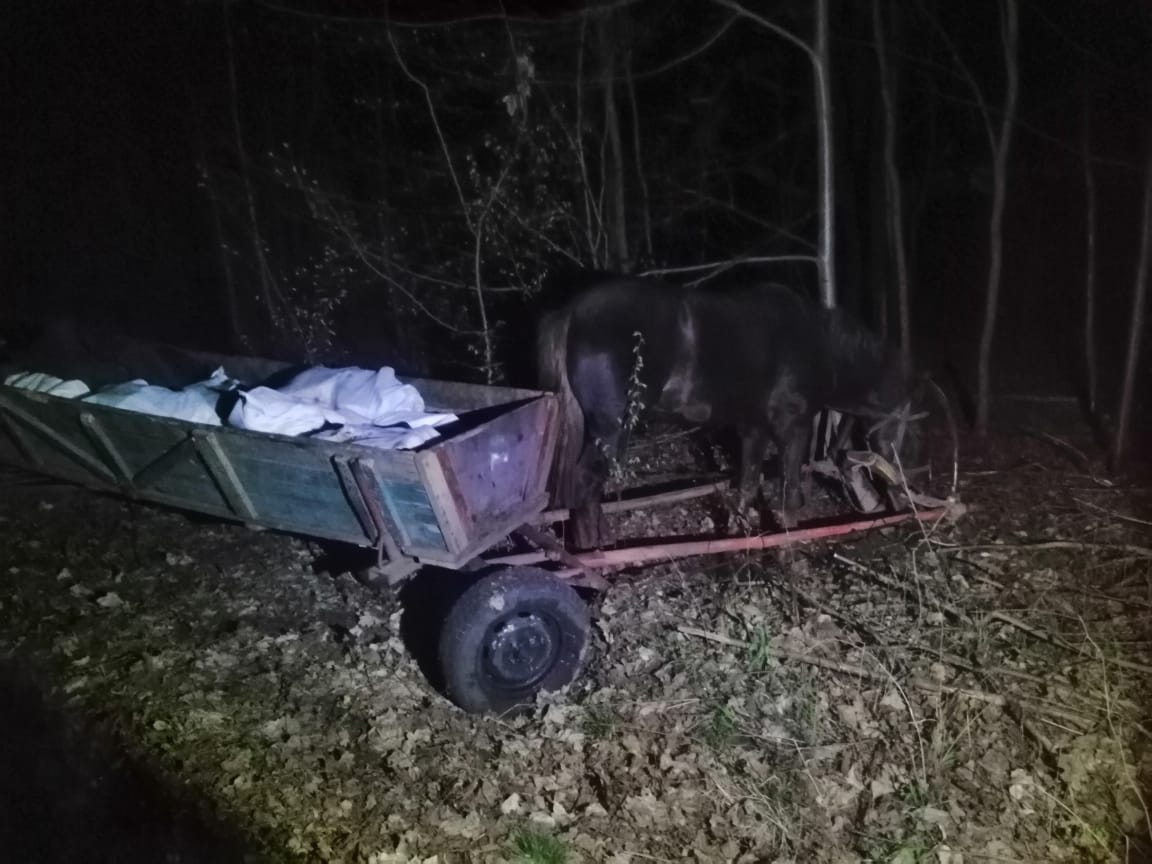 Троє волинян намагались провезти до Білорусі 800 кілограмів сала кіньми. ФОТО