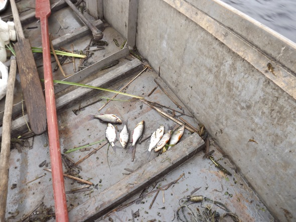 За місяць на Волині викрили 212 порушень рибальства