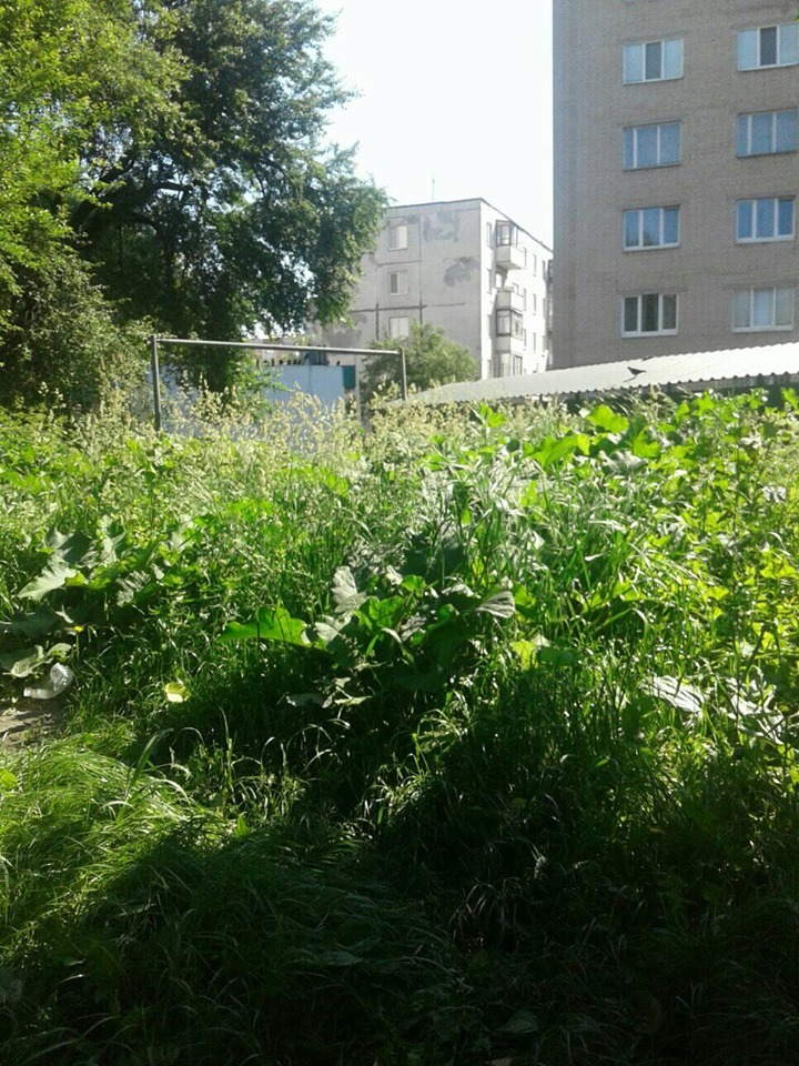 Лучани скаржаться, що їхній двір покрився бур’янами та високою травою. ФОТО