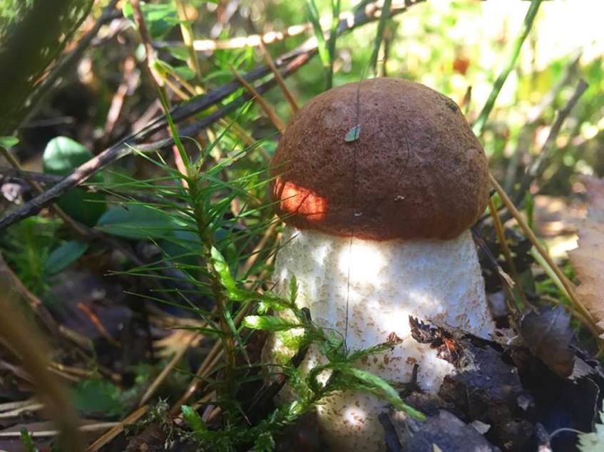 Волинські лісники розповіли, коли та які гриби збирати