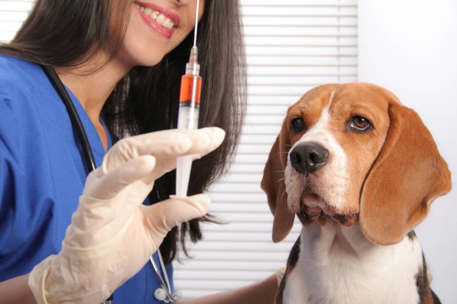 У Луцьку безкоштовно вакцинуватимуть тварин