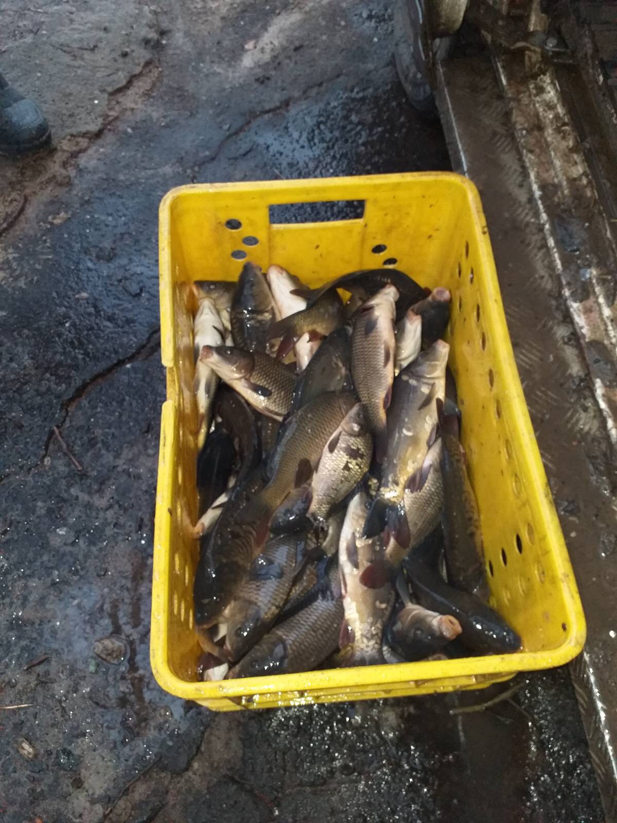 Волинське озеро поповнилось майже тонною риби
