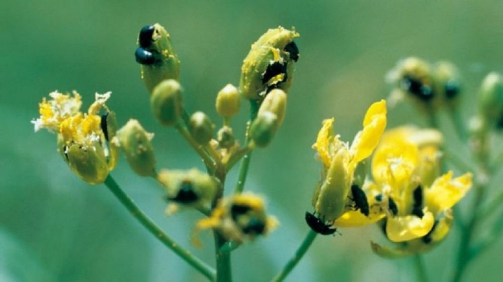 Волинських аграріїв попереджають про масове пробудження ріпакового квіткоїда