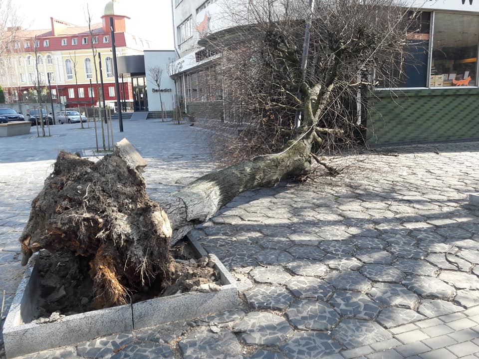 У центрі Луцька впало дерево