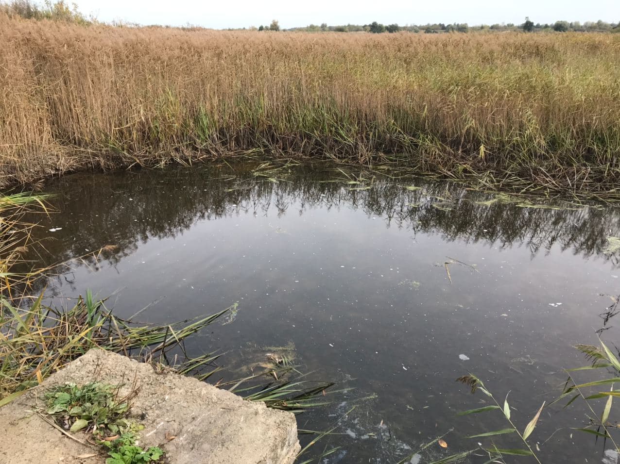 У заказнику біля Луцька виявили незаконний скид води зі ставків