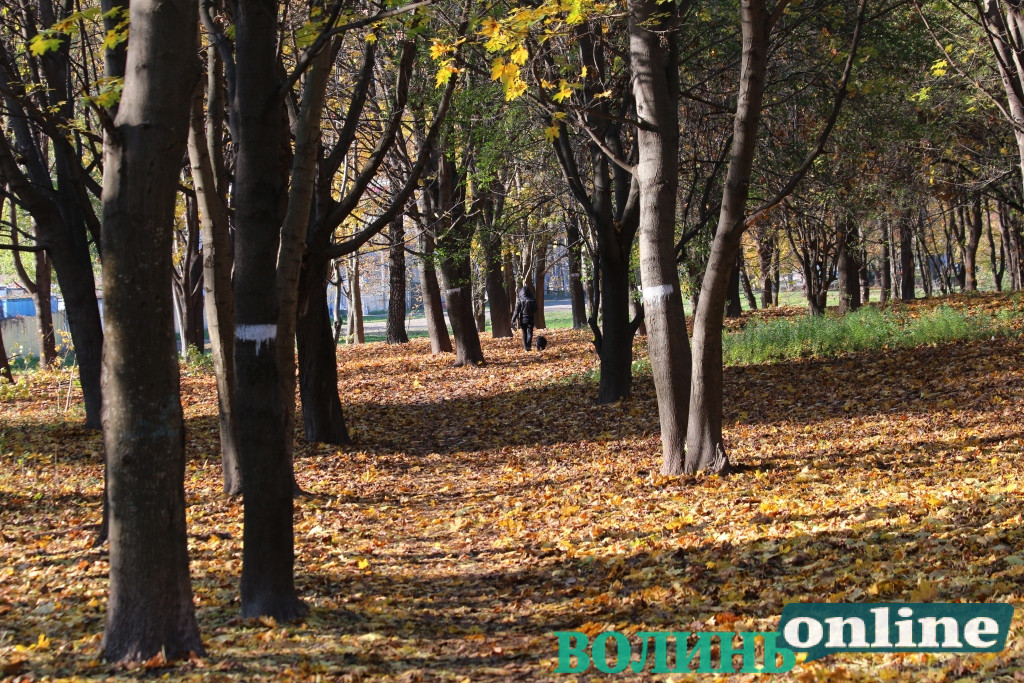 В одному з луцьких парків просять облаштувати майданчик для вигулу собак
