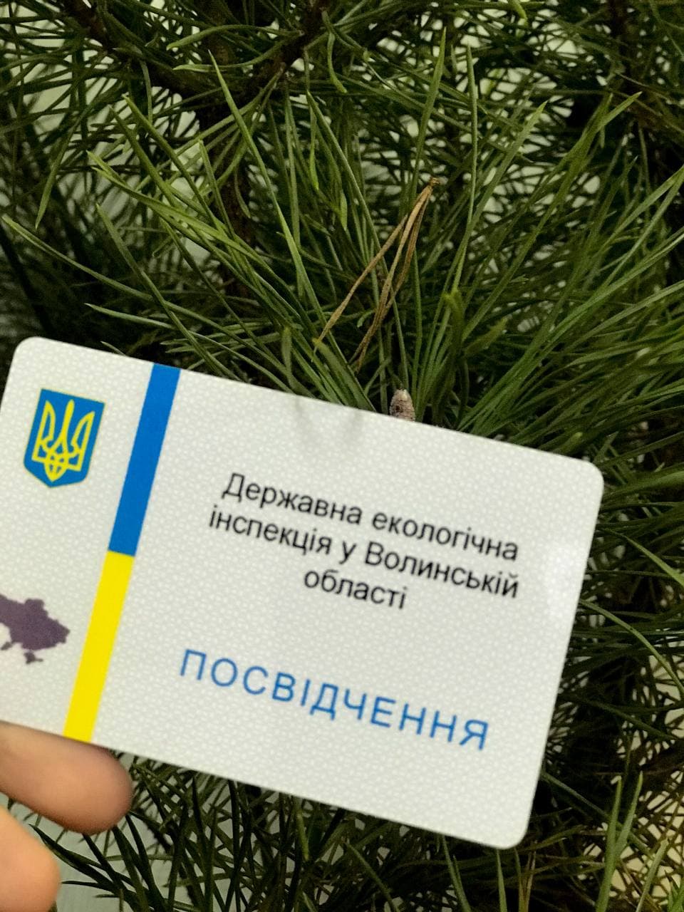 Екоінспектори перевіряють два волинських лісгоспи