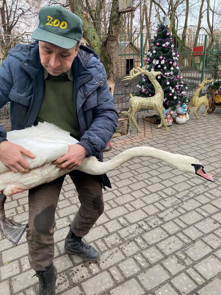 У Луцькому зоопарку дали прихисток травмованому лебедю