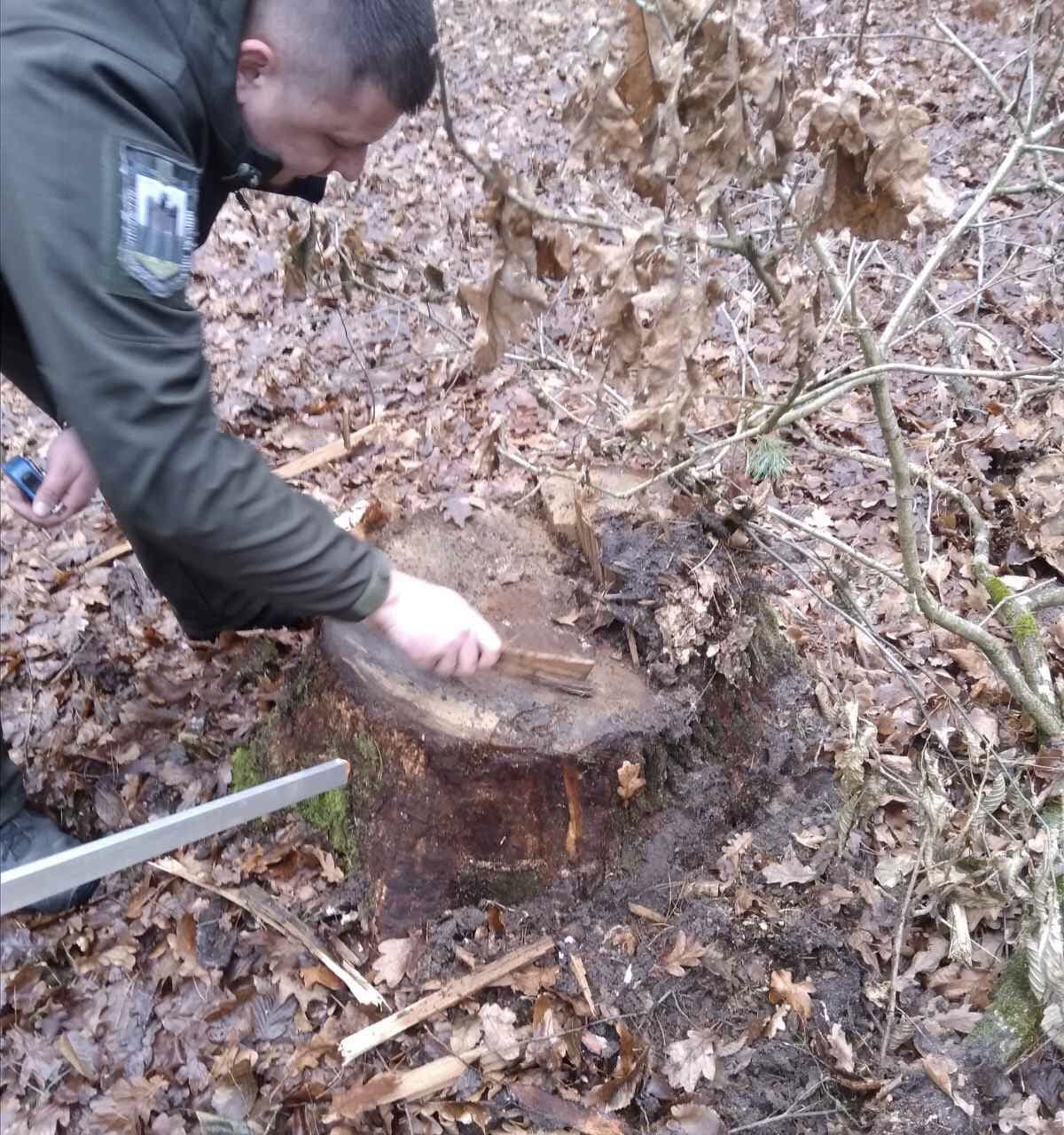 Два волинські лісгоспи заплатять понад 186 тисяч збитків за шкоду навколишньому середовищу