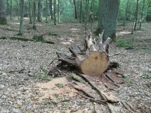У «Цуманській пущі» незаконно зрубали дерев на майже 669 тисяч гривень