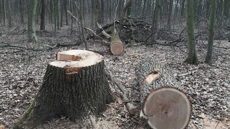 Волинянин постане перед судом за незаконну порубку дерев у лісі