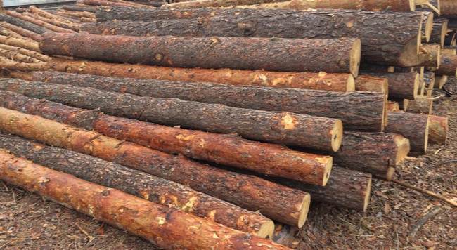Волинянин відшкодував шкоду, завдану державі незаконною порубкою дерев