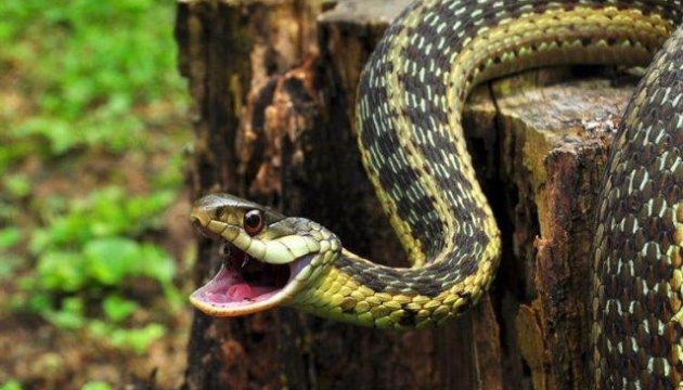 Вчені пояснили, чому змії пережили динозаврів