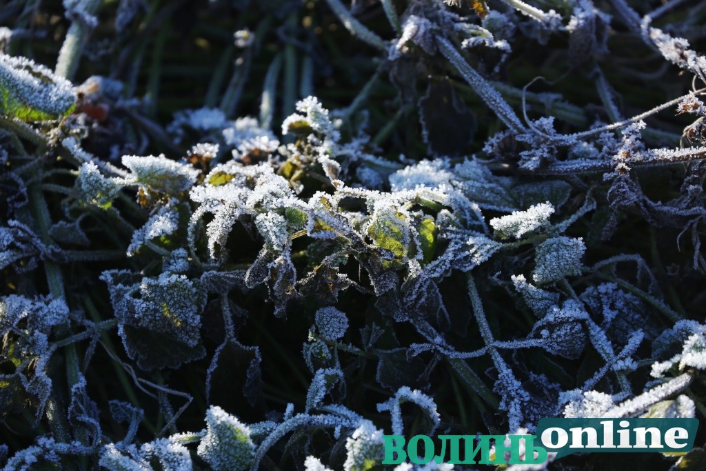 В Україні очікуються нічні заморозки до -5 °С