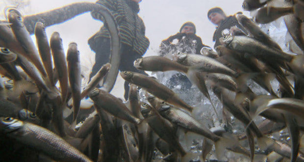 З 1 листопада розпочинається заборона на вилов риби у зимувальних ямах