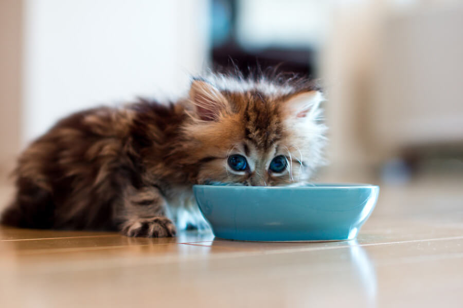 Поради щодо годування кошенят*