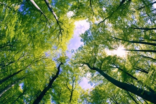 За використання волинських лісів до бюджетів сплатили понад 97 мільйонів гривень рентної плати