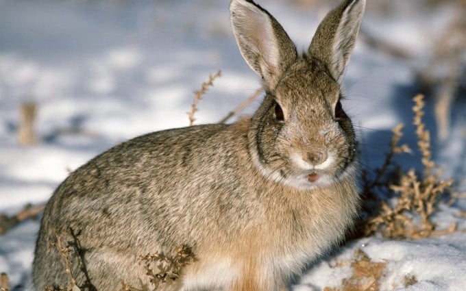 Волинянина оштрафують на вісім тисяч за незаконно впольованого зайця