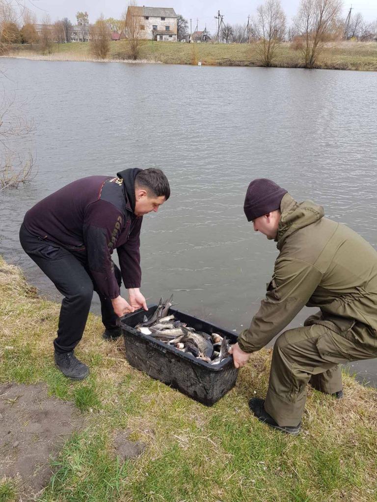 У ставок на Горохівщині вселили майже 400 кілограмів риби
