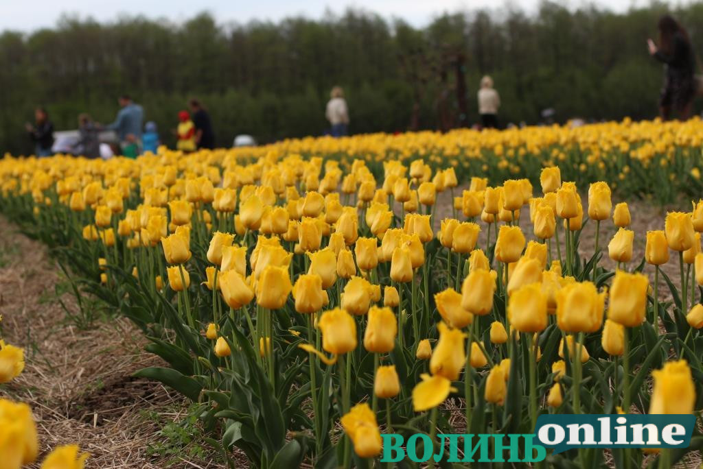 «Волинська Голландія»: поблизу Луцька стартує фестиваль тюльпанів