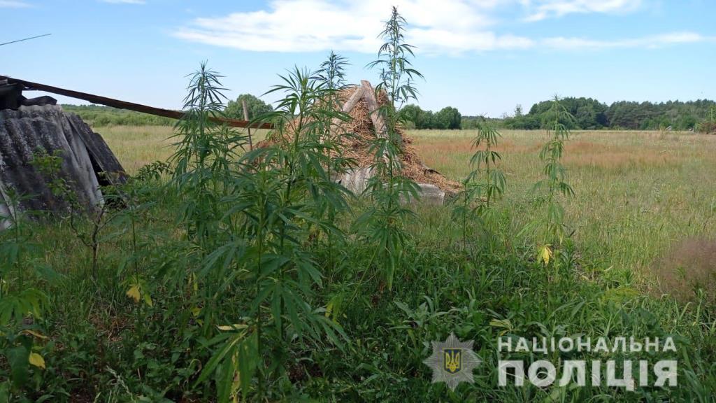 Понад 150 рослин коноплі: правоохоронці виявили наркоплантацію на Любомльщині
