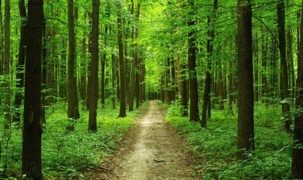 На Волині в державну власність повернули землі лісового фонду вартістю 3,6 мільйона гривень