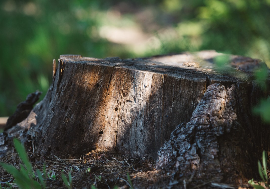 Незаконно зрубав дуби на території природно-заповідного фонду – волинянин постане перед судом