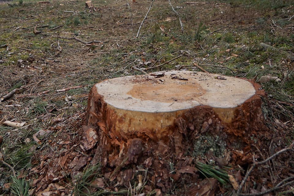 Волинянин сплатить понад 83 тисячі гривень збитків, завданих незаконною порубкою дерев