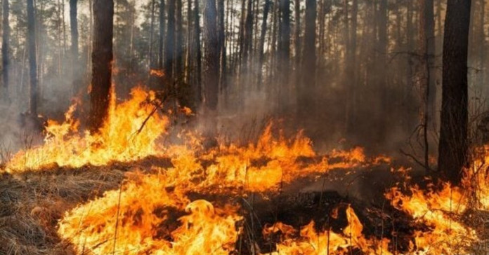Спалив 14 гектарів лісу – волинянину повідомили про підозру