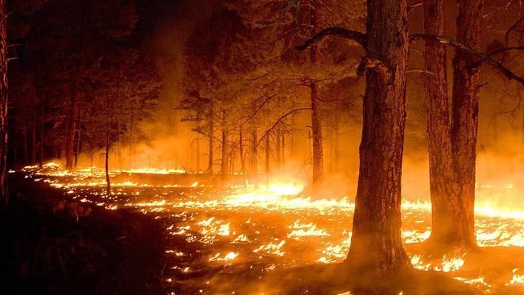 Волинянин, який спалив 14 гектарів лісу, постане перед судом