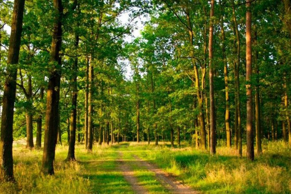 Прокурори на Волині домоглися повернення в державну власність земель лісового фонду вартістю понад 42 мільйона гривень