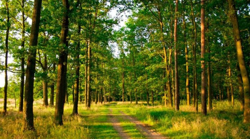 На Волині у власність держави повернули земельну ділянку лісового фонду вартістю 63 мільйони гривень