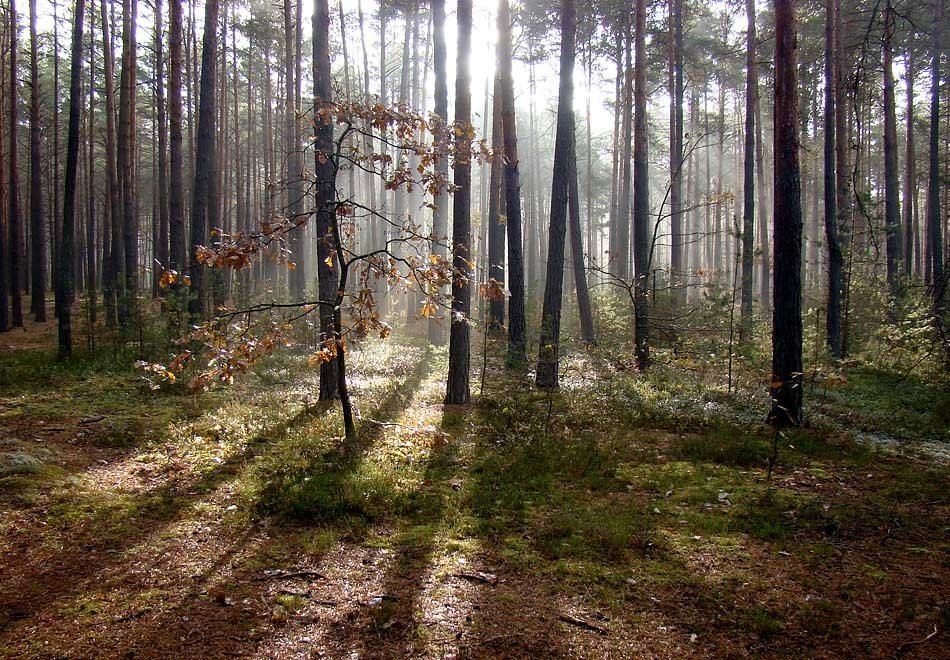 На Волині у власність держави повернули ділянку лісового фонду вартістю понад дев’ять мільйонів гривень