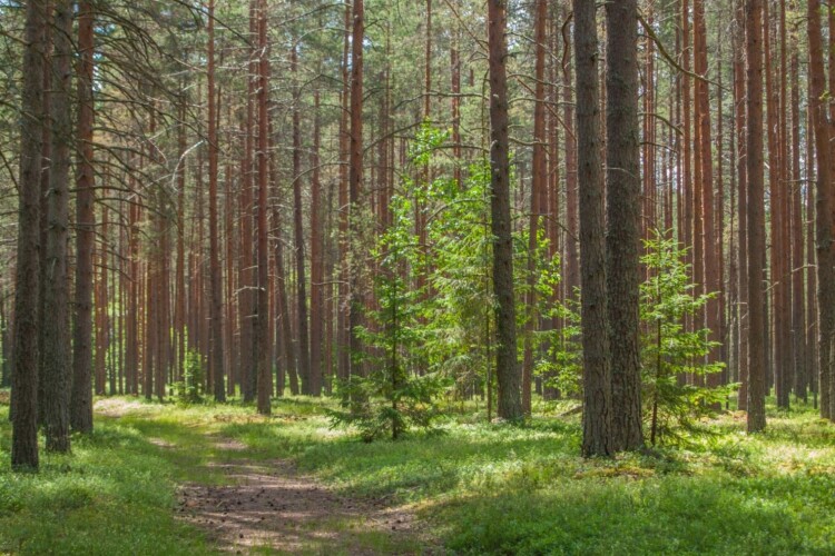 На Волині в державну власність витребували землі лісового фонду вартістю понад 27 мільйонів гривень