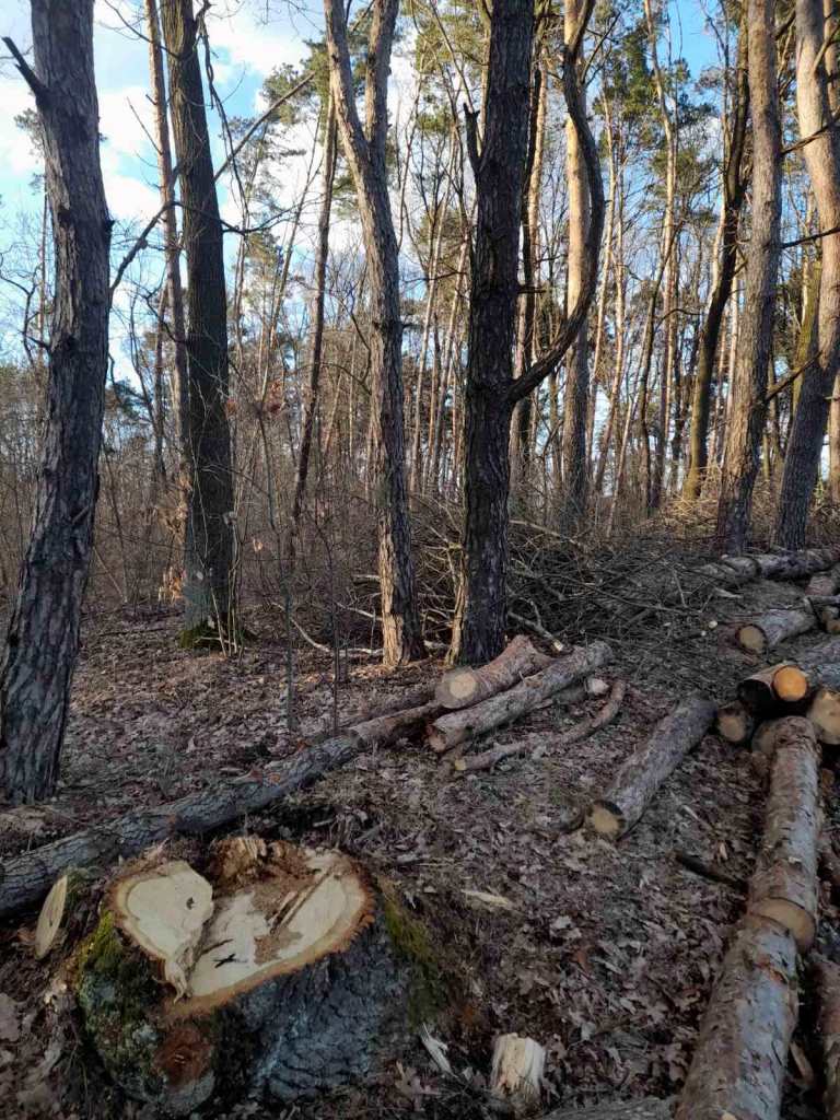 На Волині розмір шкоди від незаконних порубок дерев оцінили у понад сім мільйонів гривень