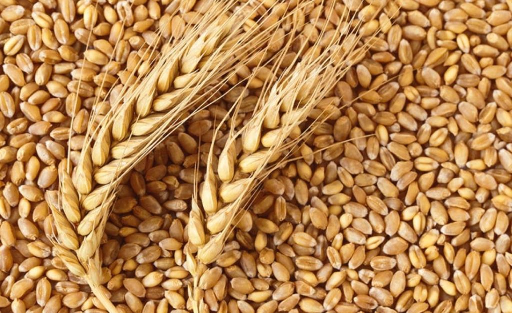 Розтратила державне зерно на понад 1,3 мільйона – на Волині працівниці зерносховища повідомили про підозру