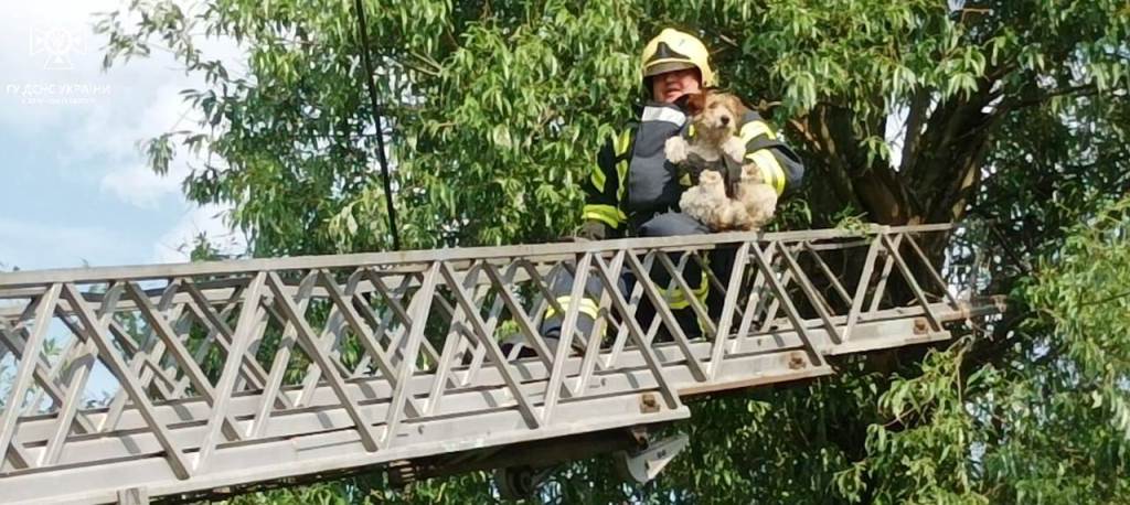Волинські рятувальники за добу ліквідували три пожежі та врятували собаку й корову