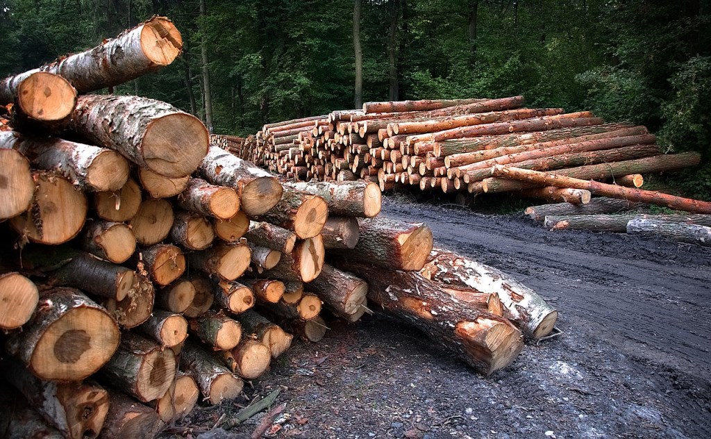 Незаконно нарубав дерев на 370 тисяч гривень – волинянин постане перед судом