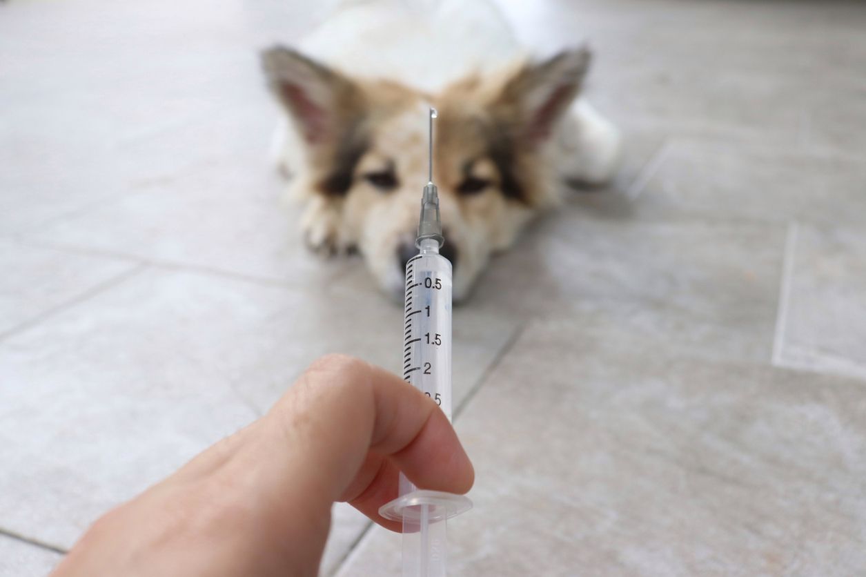 У Любомлі будуть вакцинувати тварини від сказу. ГРАФІК